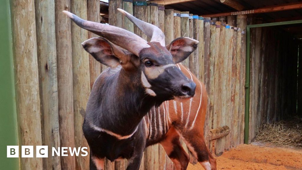 Nesli tükenmekte olan antiloplar 'tarihi eve dönüş' için Çek hayvanat bahçesinden Kenya'ya uçtu