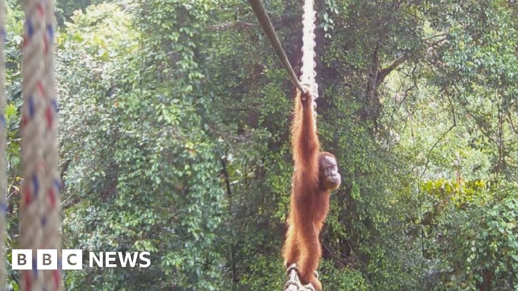 İzle: Bir orangutan bölünmüş topluluğunu birleştirmek için yeni köprüyü nasıl aştı?